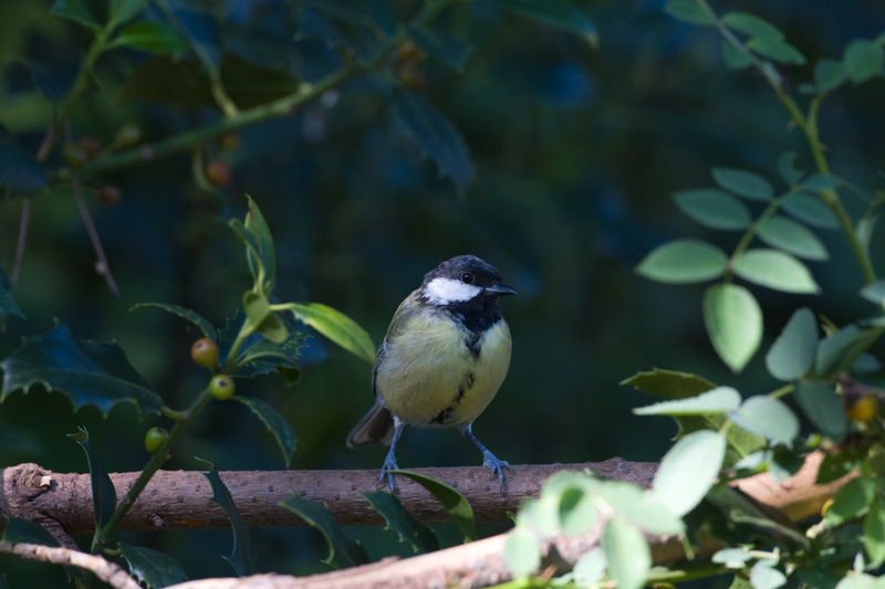 Parus major Great Tit Koolmees